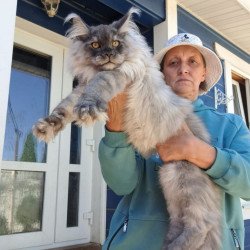 Maine Coon AP Elvis