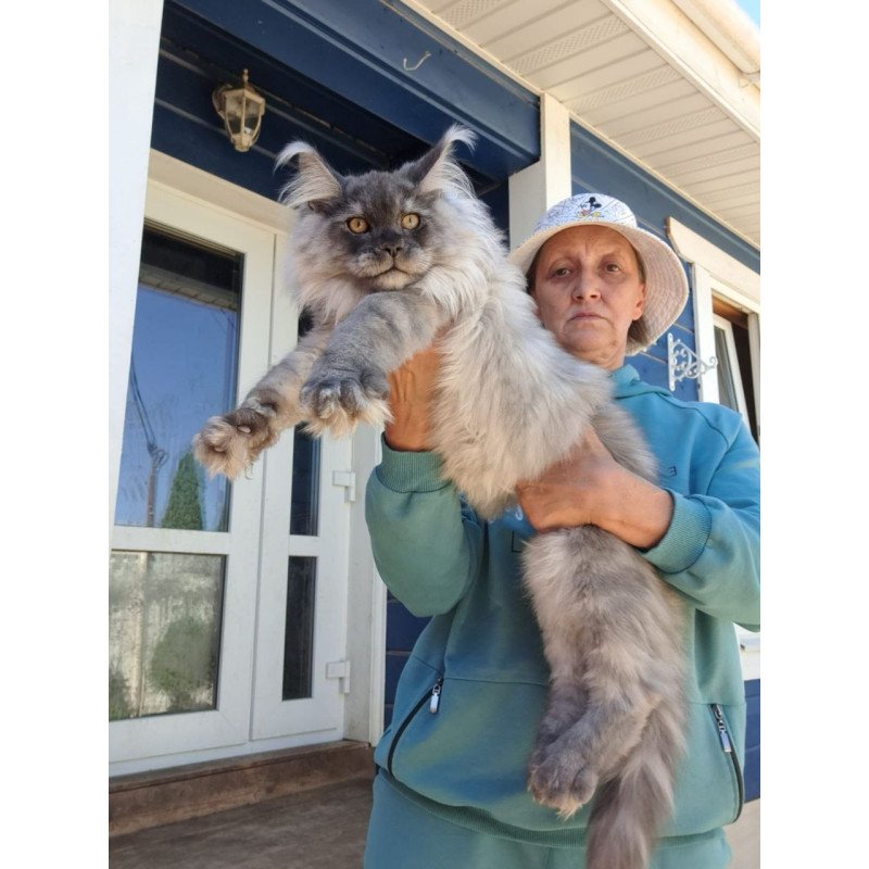 Maine Coon AP Elvis