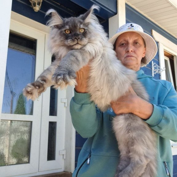 Maine Coon AP Elvis