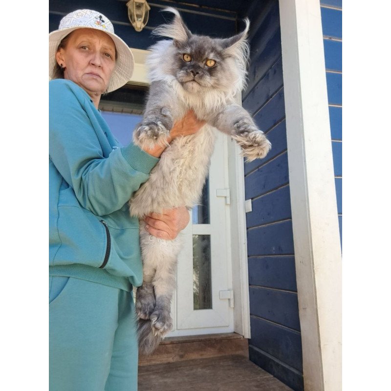 Maine Coon AP Elvis