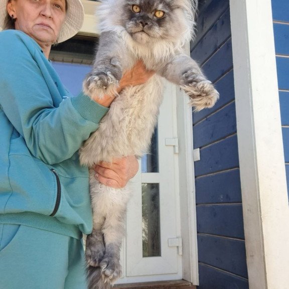 Maine Coon AP Elvis