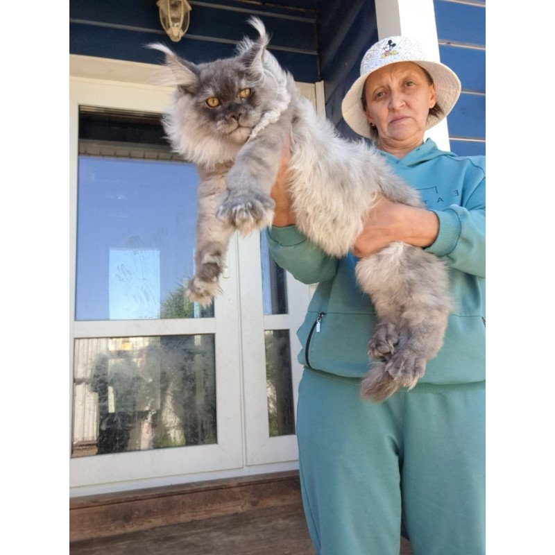 Maine Coon AP Elvis