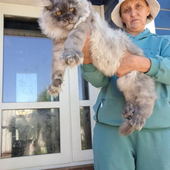Maine Coon AP Elvis