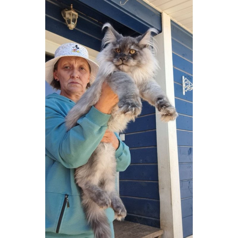Maine Coon AP Elvis