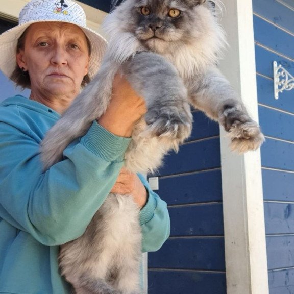 Maine Coon AP Elvis