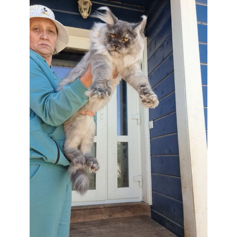 Maine Coon AP Elvis