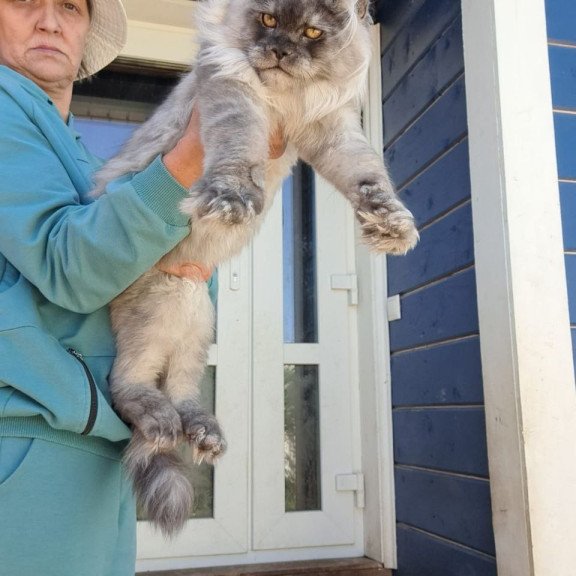 Maine Coon AP Elvis