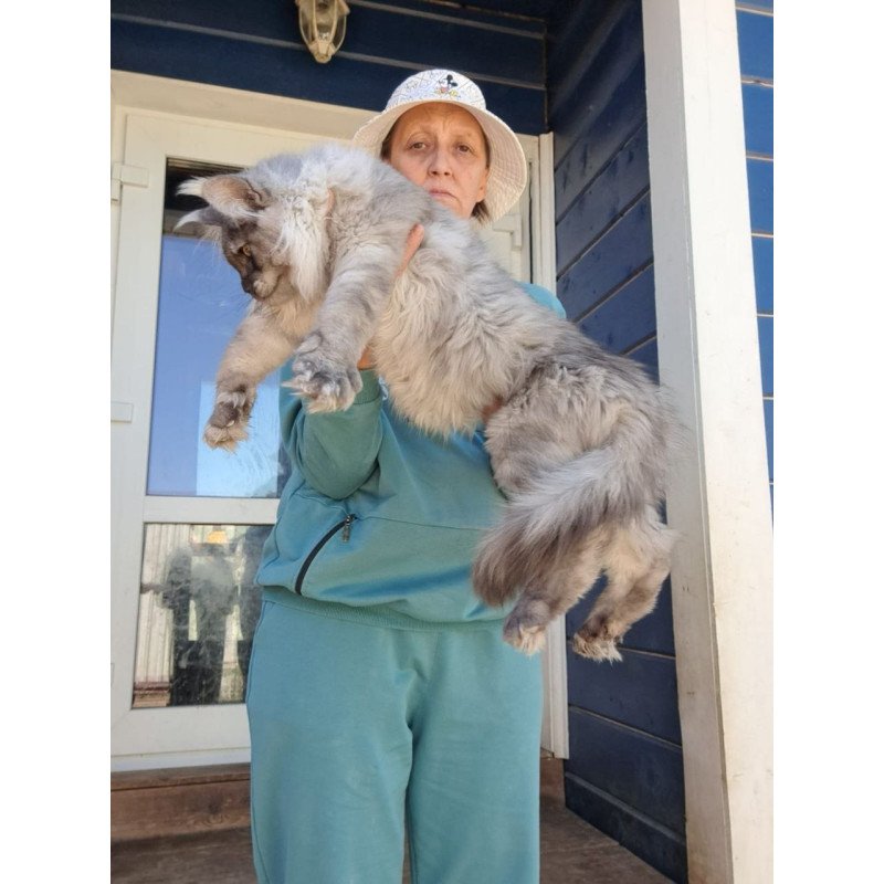 Maine Coon AP Elvis