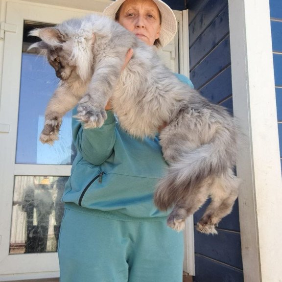 Maine Coon AP Elvis