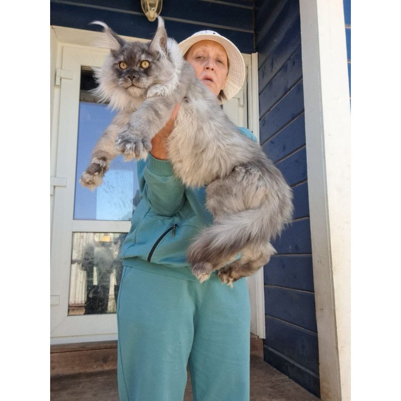 Maine Coon AP Elvis