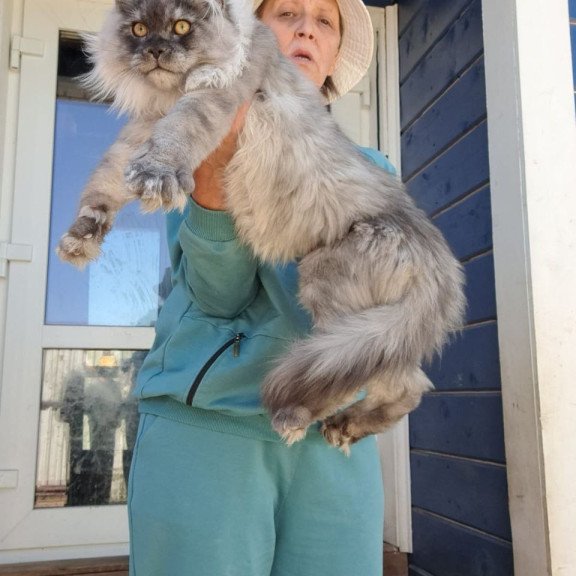 Maine Coon AP Elvis