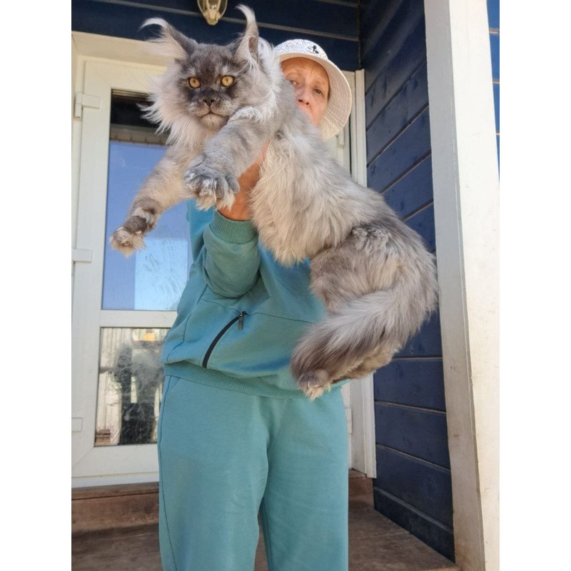 Maine Coon AP Elvis