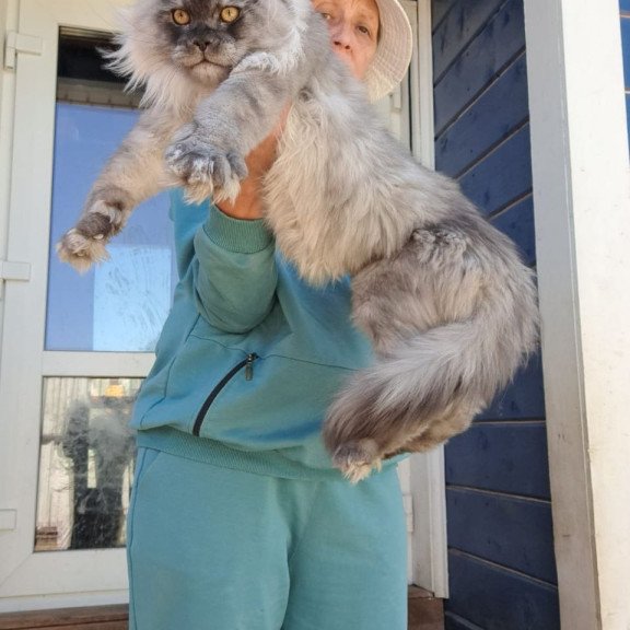 Maine Coon AP Elvis