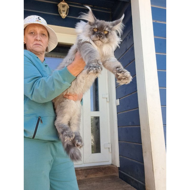 Maine Coon AP Elvis