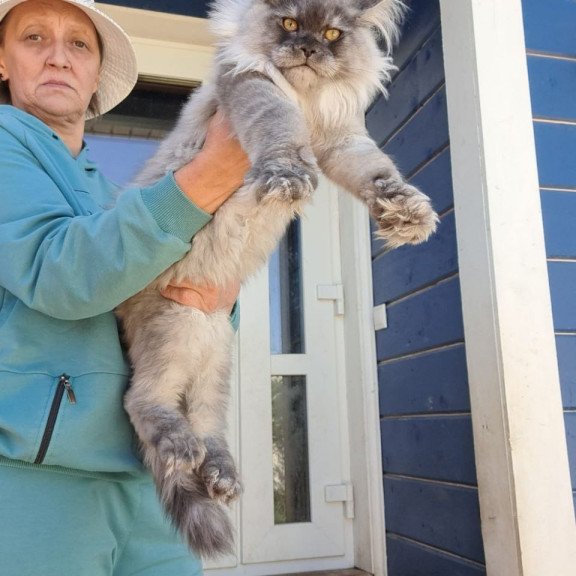 Maine Coon AP Elvis