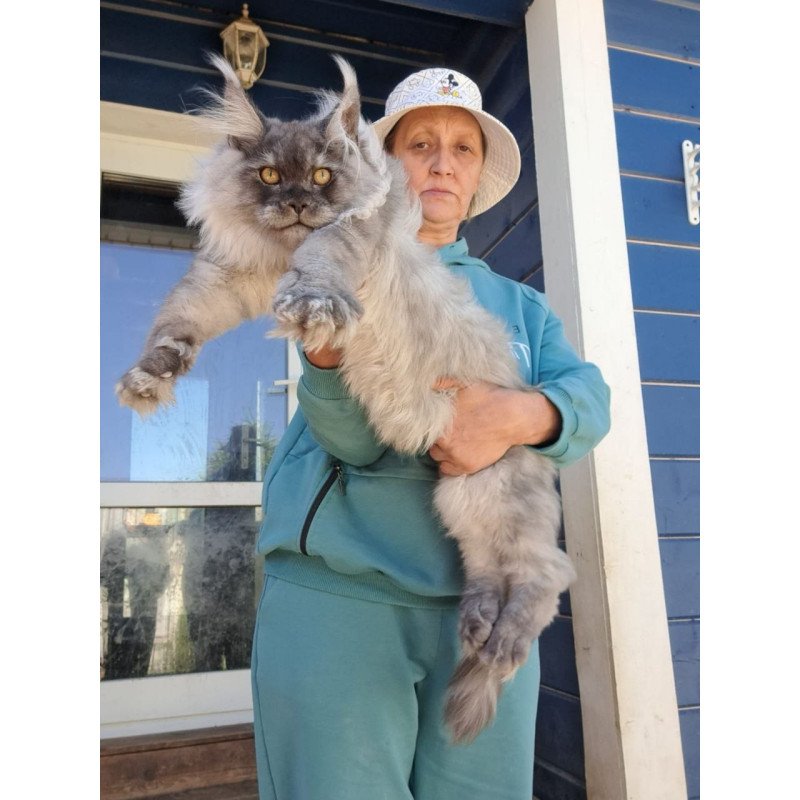 Maine Coon AP Elvis