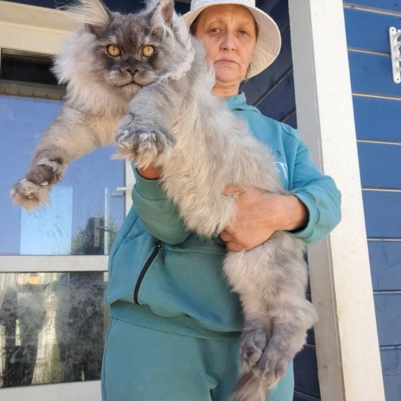 Maine Coon AP Elvis