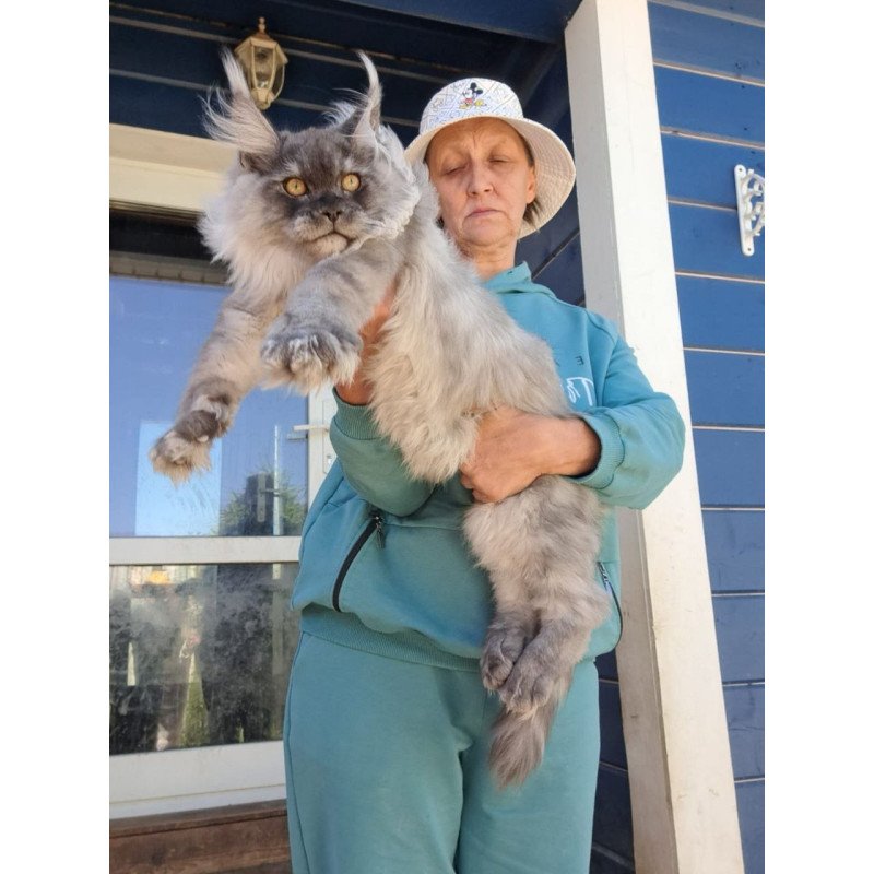 Maine Coon AP Elvis