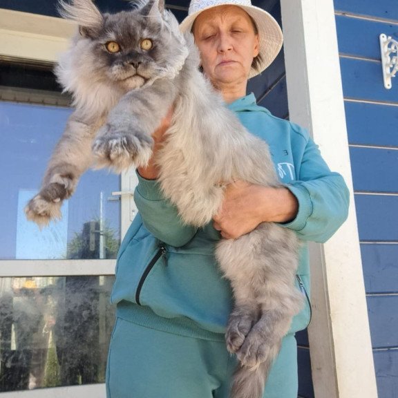 Maine Coon AP Elvis