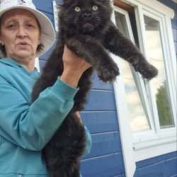 Maine Coon AP Yuppi