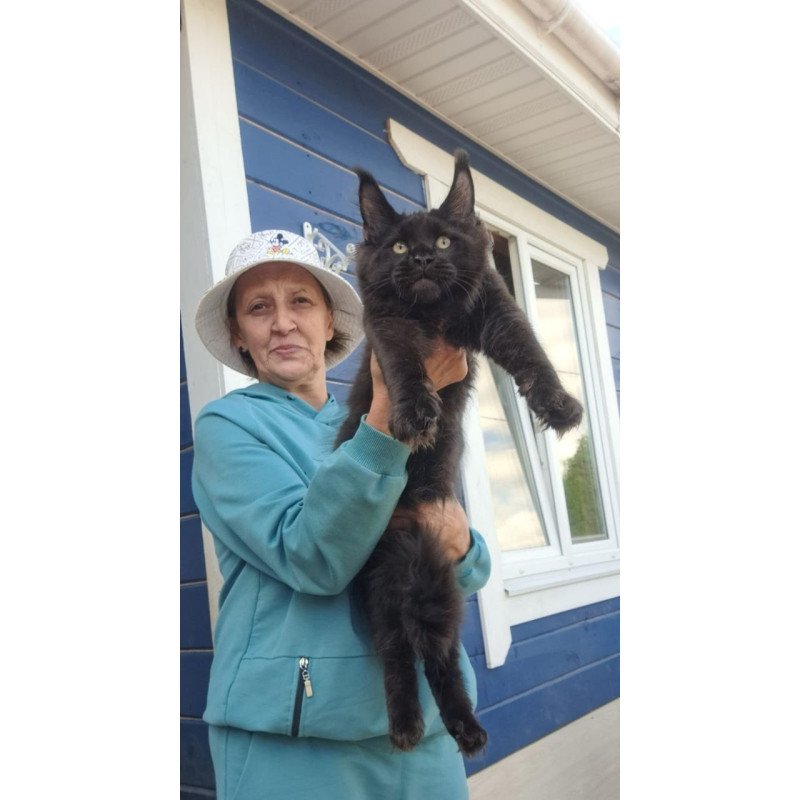Maine Coon AP Yuppi