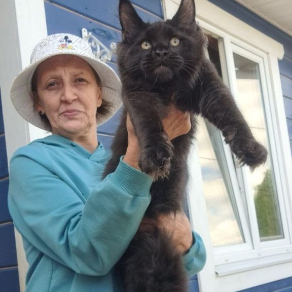 Maine Coon AP Yuppi
