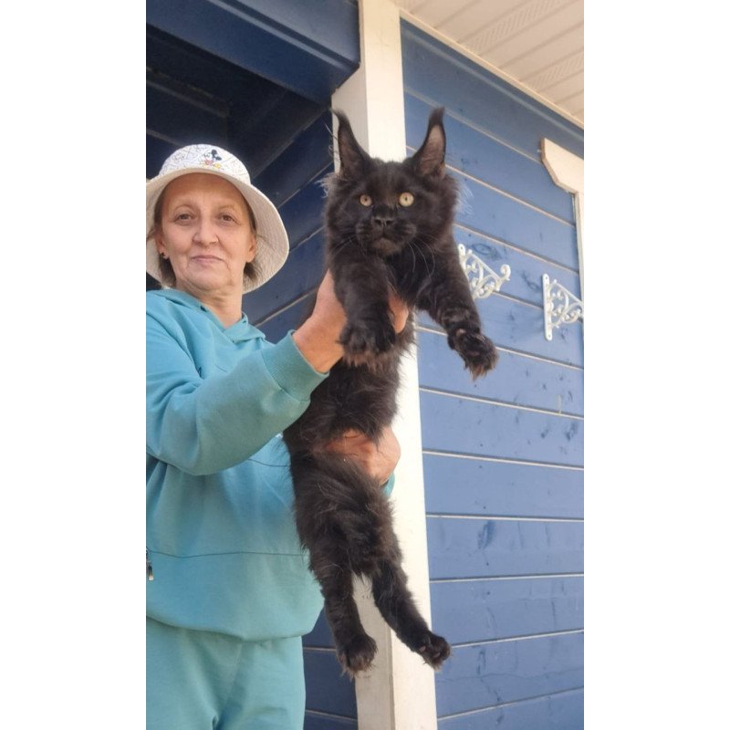Maine Coon AP Yuppi