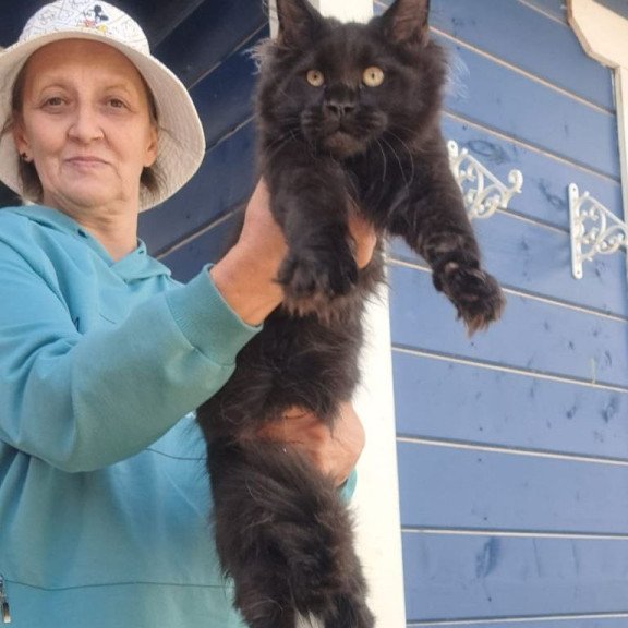 Maine Coon AP Yuppi