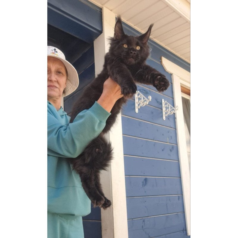 Maine Coon AP Yuppi