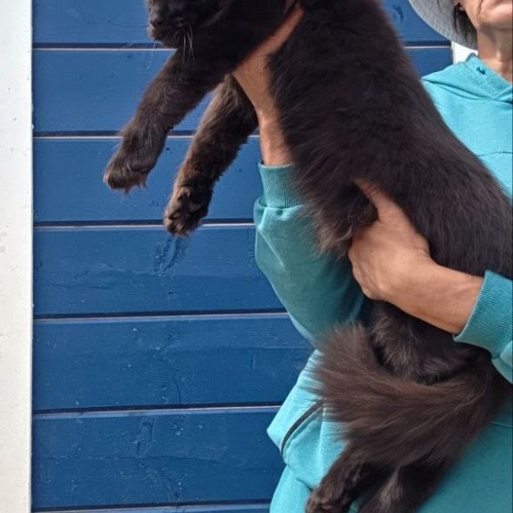 Maine Coon AP Yuppi