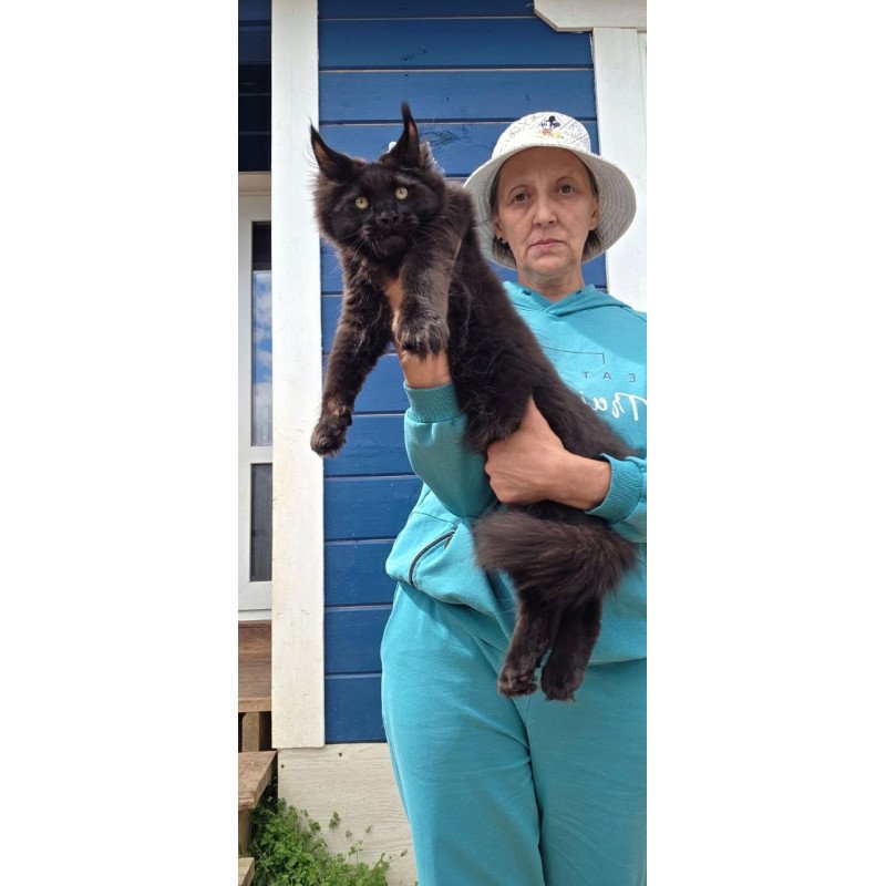 Maine Coon AP Yuppi