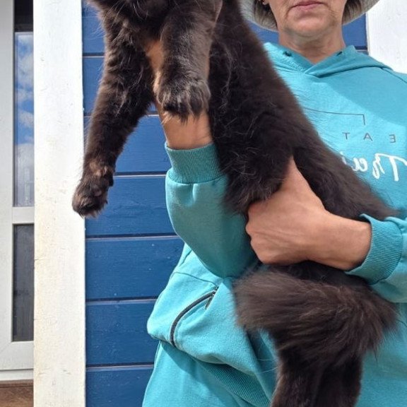 Maine Coon AP Yuppi