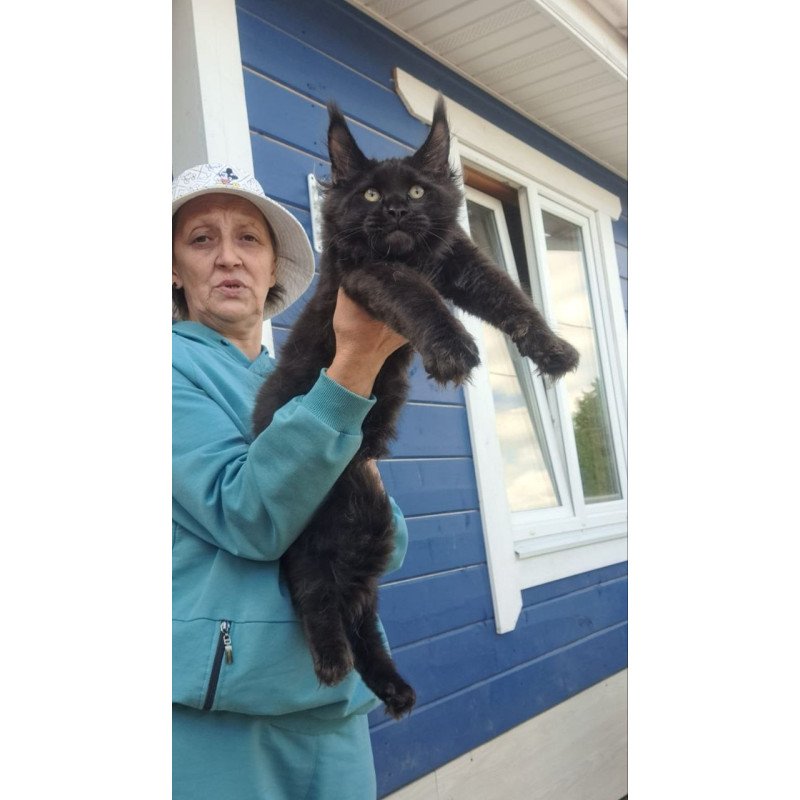 Maine Coon AP Yuppi