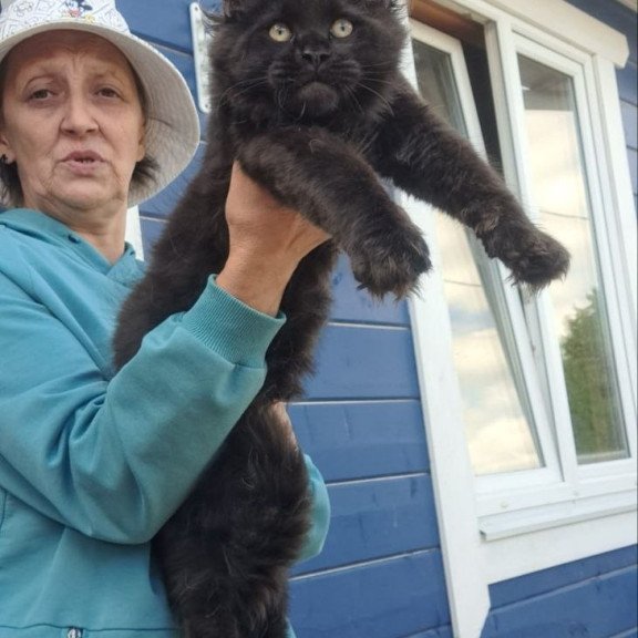 Maine Coon AP Yuppi