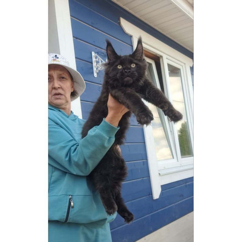 Maine Coon AP Yuppi