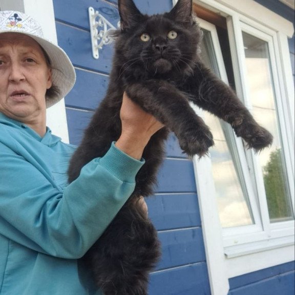 Maine Coon AP Yuppi