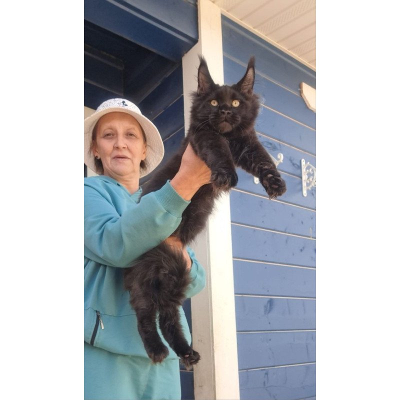 Maine Coon AP Yuppi