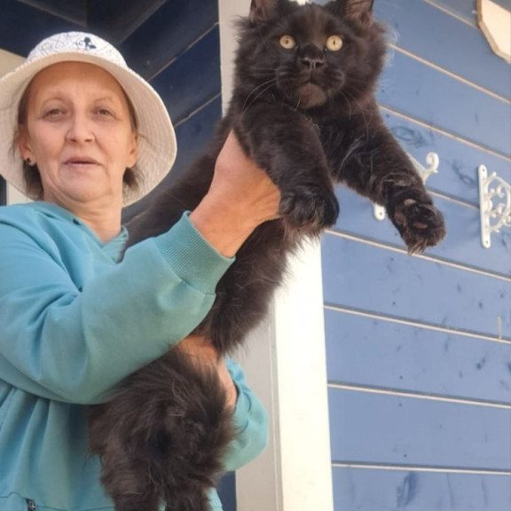 Maine Coon AP Yuppi