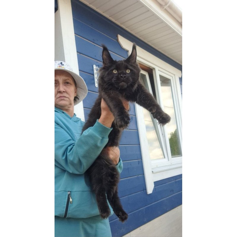 Maine Coon AP Yuppi
