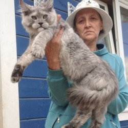 Maine Coon AP Yuta