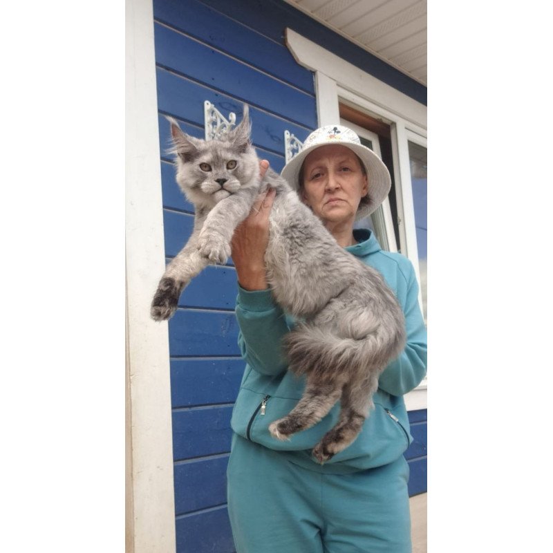 Maine Coon AP Yuta