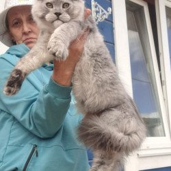 Maine Coon AP Yuta