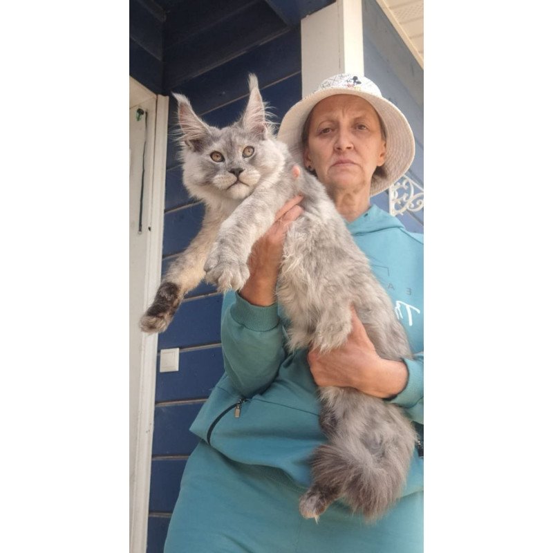 Maine Coon AP Yuta