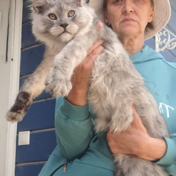 Maine Coon AP Yuta