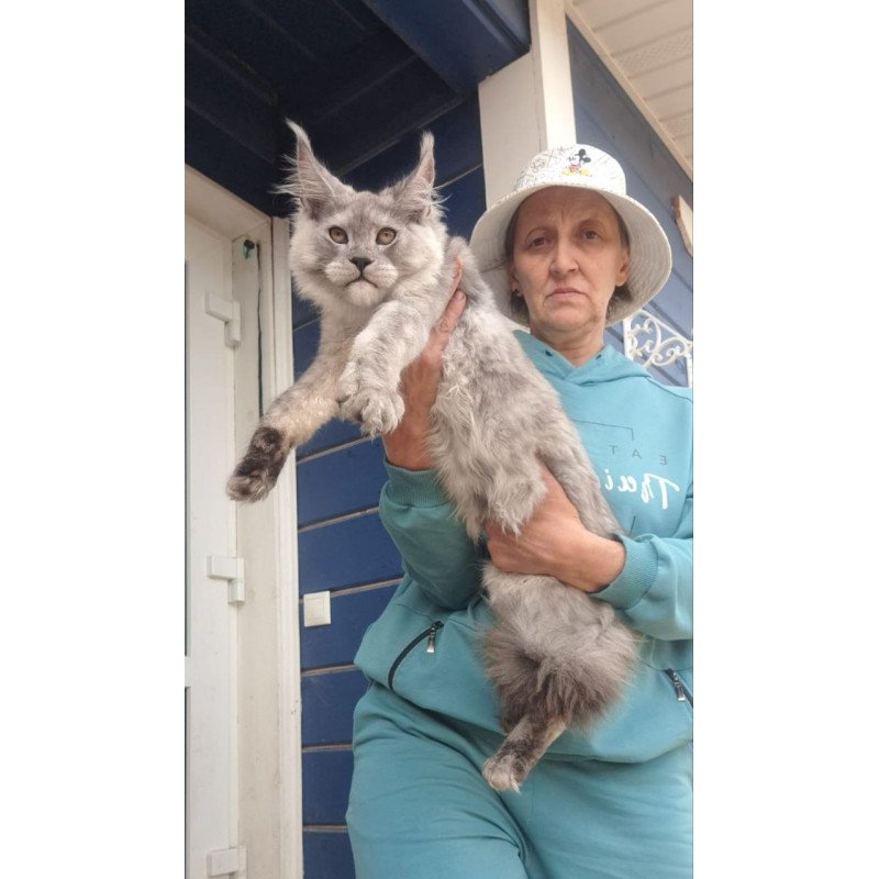 Maine Coon AP Yuta