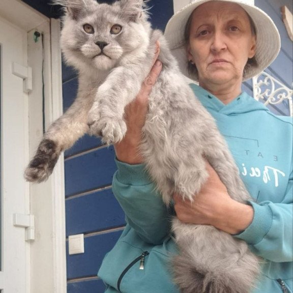 Maine Coon AP Yuta