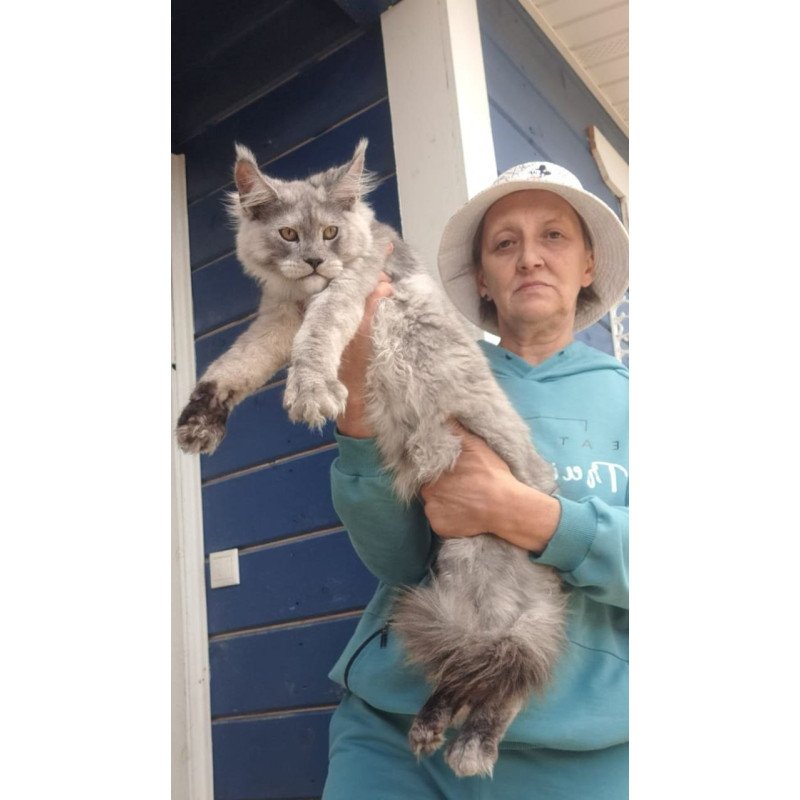 Maine Coon AP Yuta