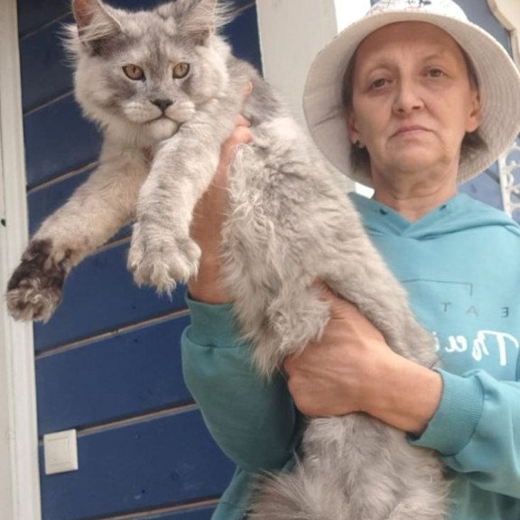 Maine Coon AP Yuta
