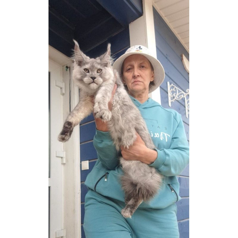 Maine Coon AP Yuta