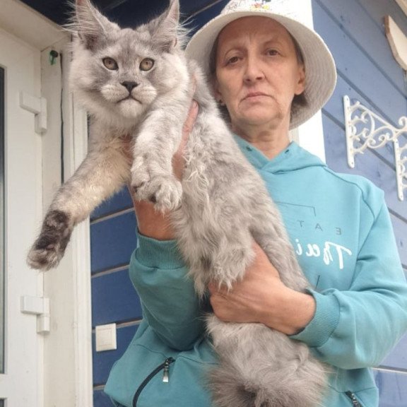 Maine Coon AP Yuta